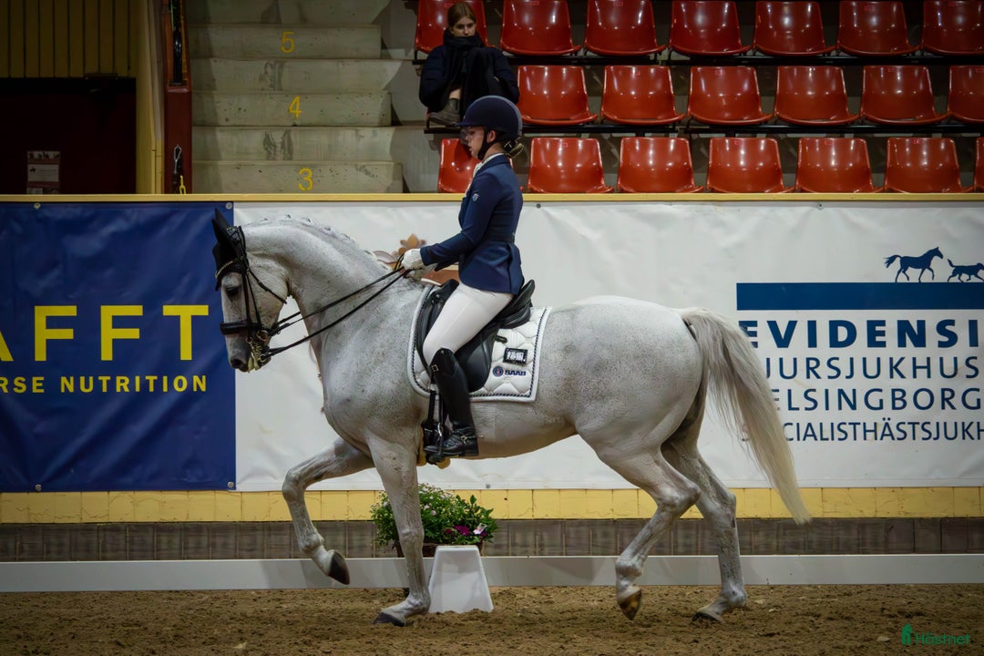 Dressyr hästar till salu: Fantastisk läromästare junior/YR i Teckomatorp - Annons 1