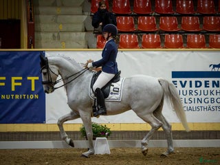 hästar Fantastisk läromästare junior/YR i Teckomatorp - Annons 19
