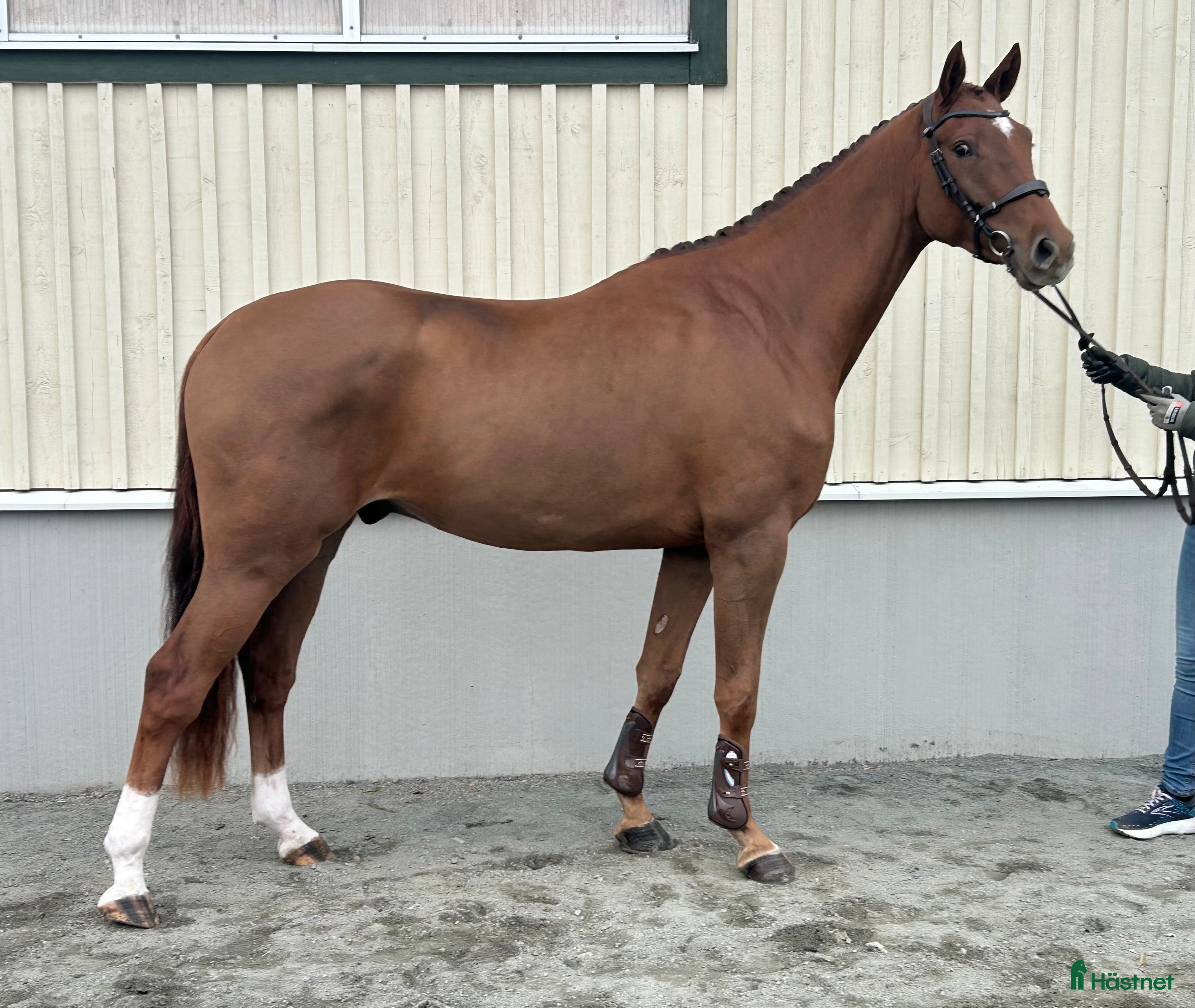  hästar En kommande stjärna (meriterad ryttare premieras) i Gislaved - Annons 12