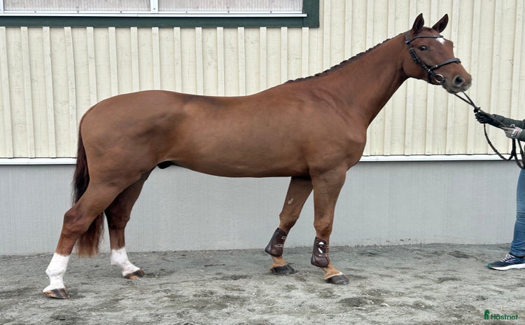  hästar i Gislaved - Annons 8