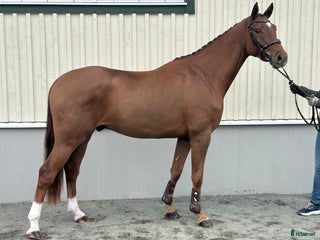 hästar i Gislaved - Annons 10