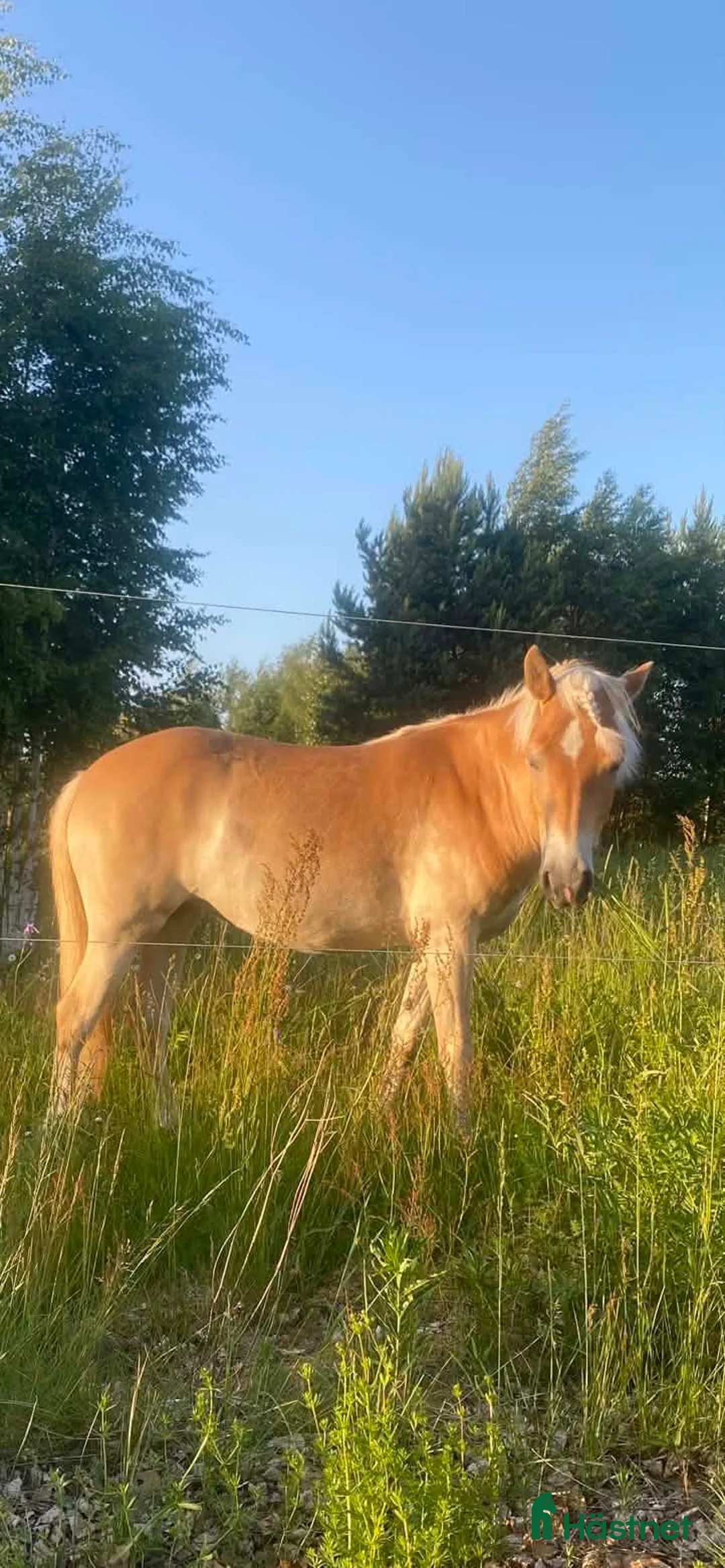 Allround hästar till salu: Världens bästa maja❤️ - Annons 2