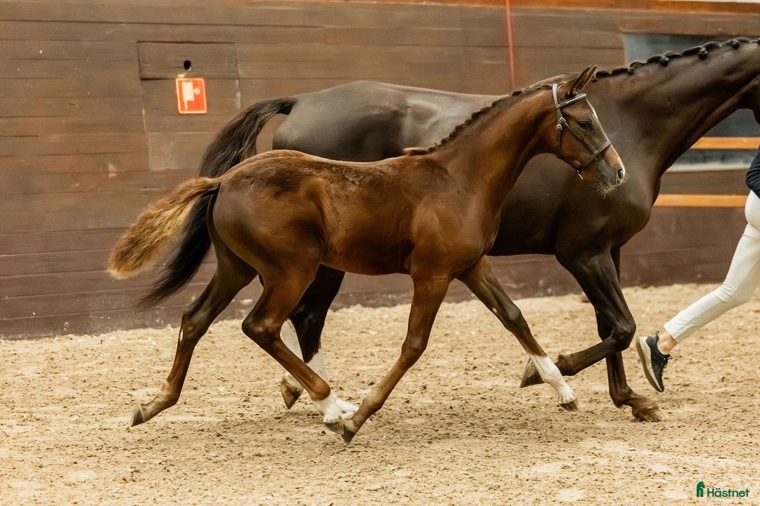 Dressyr hästar till salu: Vackert stoföl efter Serious i Runhällen - Annons 3