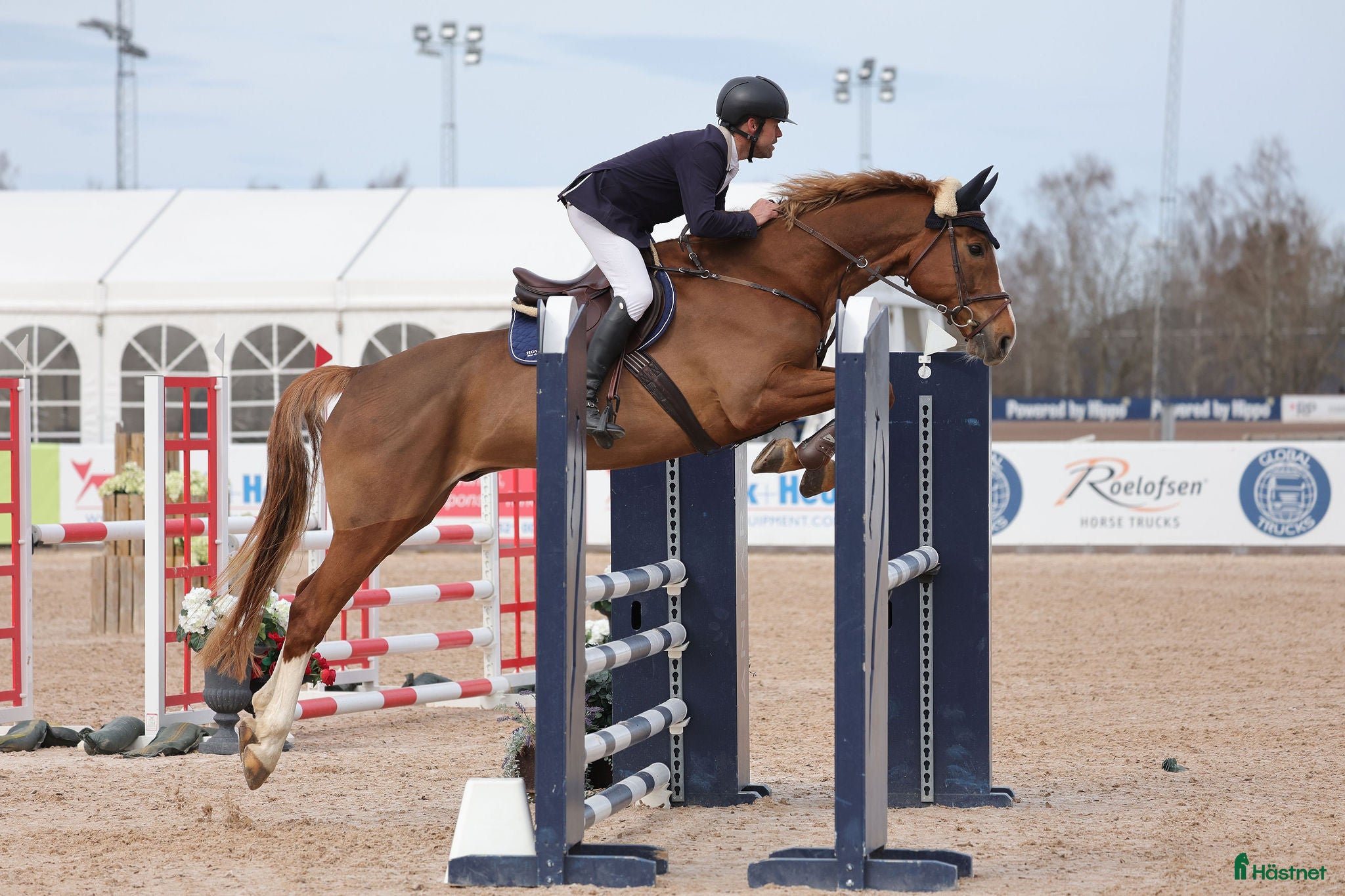  hästar Fantastisk häst med mycket kapacitet! i Vreta Kloster - Annons 11