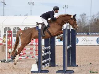 hästar Fantastisk häst med mycket kapacitet! i Vreta Kloster - Annons 11