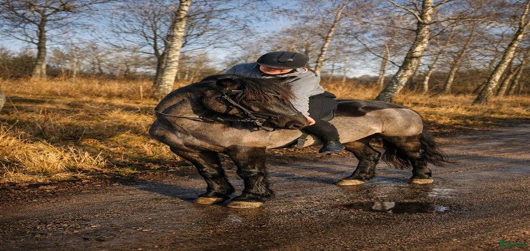 Galleribild {{count}}