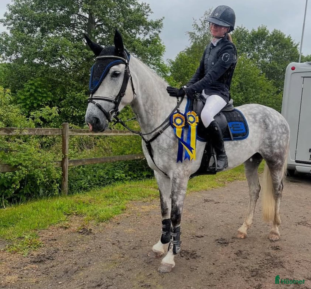 Hoppning hästar till salu: Ponnyn med extra allt💫 i Ulricehamn - Annons 3