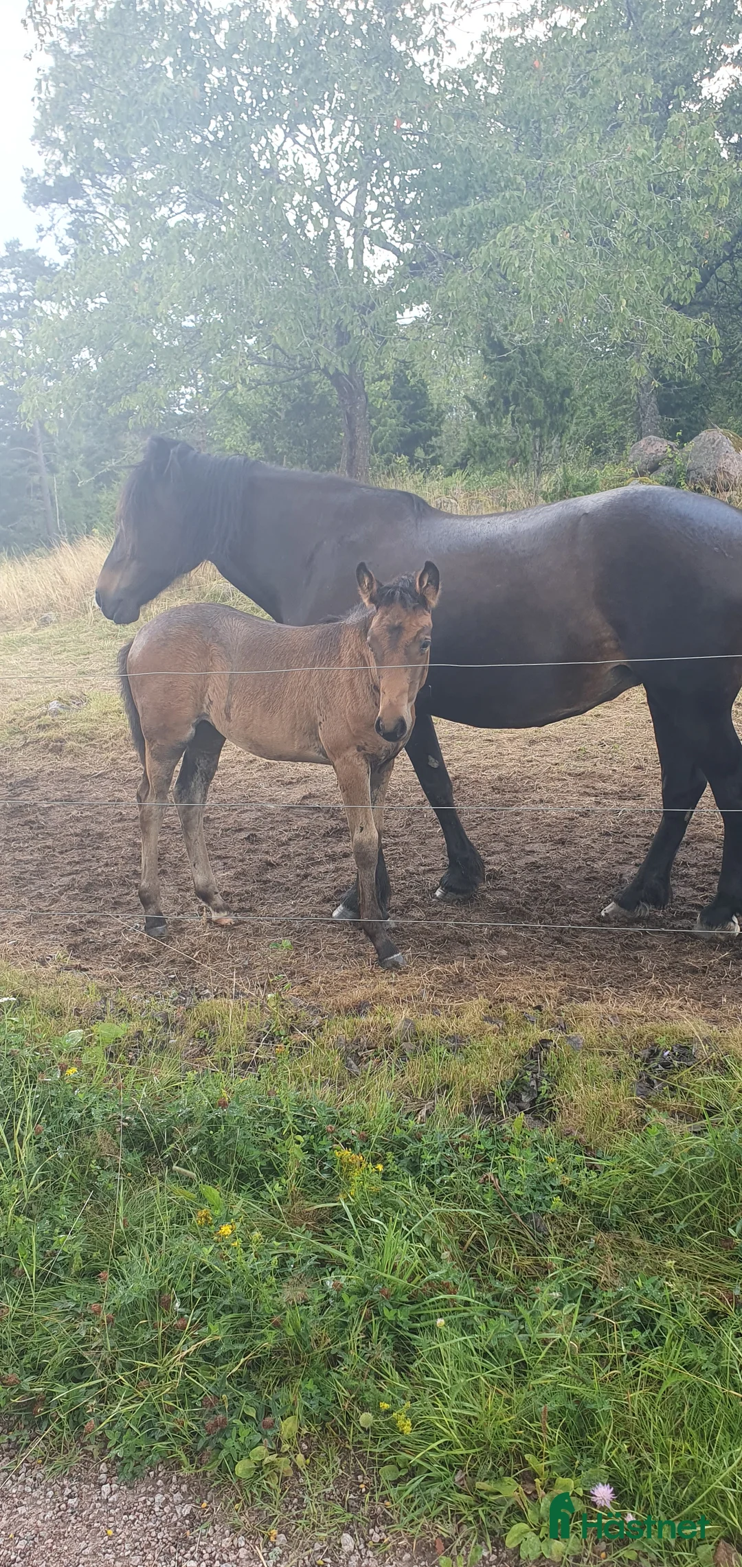 Övrigt hästar till salu: Skog, avelsmärr och Arbetsvillig Kallblodstravare  - Annons 2