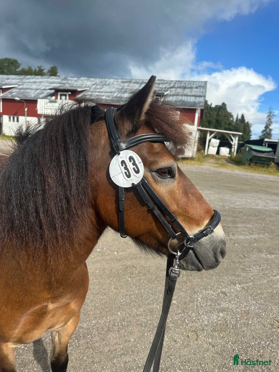 Allround hästar till salu: Allroundponny i Umeå - Annons 2