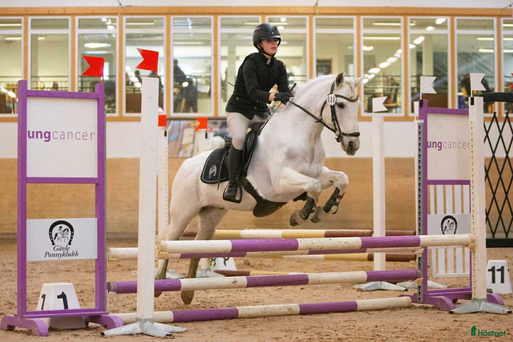  hästar Träningskompis/läromästare säljes i Söderhamn - Annons 10