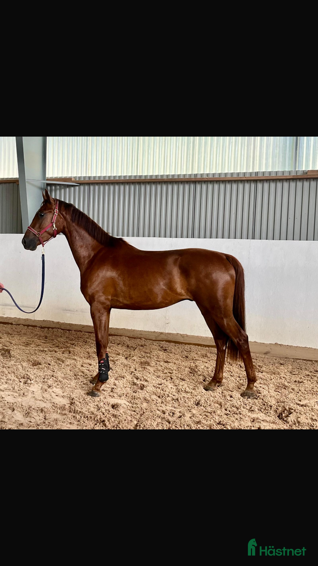 Hoppning hästar till salu: Snygg 3-årig SWB valack i Hultsfred - Annons 1