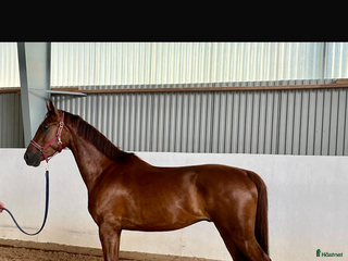 Hoppning hästar till salu: Snygg 3-årig SWB valack i Hultsfred - Annons 1