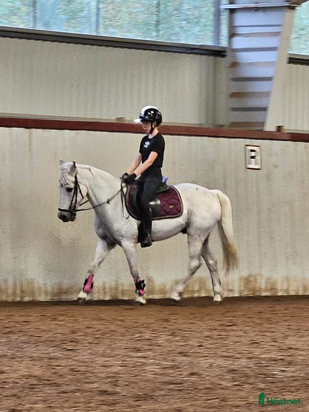 Allround hästar till salu: Läromästare kat C - Annons 2