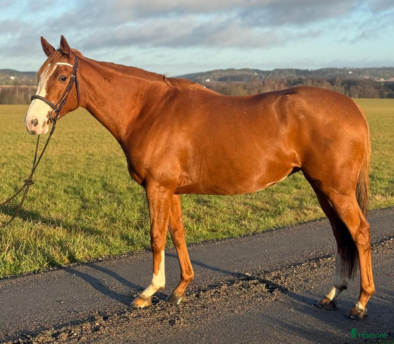  hästar Trevlig allroundhäst 7år - Annons 1
