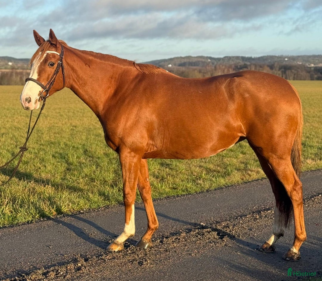 Allround hästar till salu: Trevlig allroundhäst 7år - Annons 1