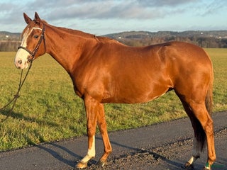 hästar Trevlig allroundhäst 7år - Annons 1