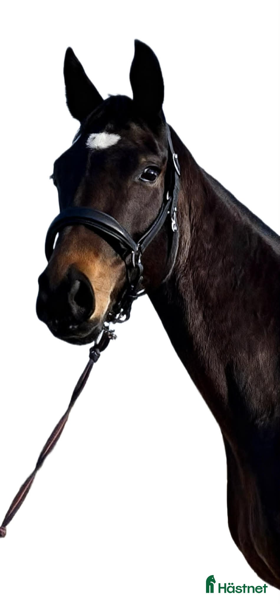 Dressyr hästar till salu: Lovande 6-årigt dressyrsto med framtiden för sig  - Annons 1