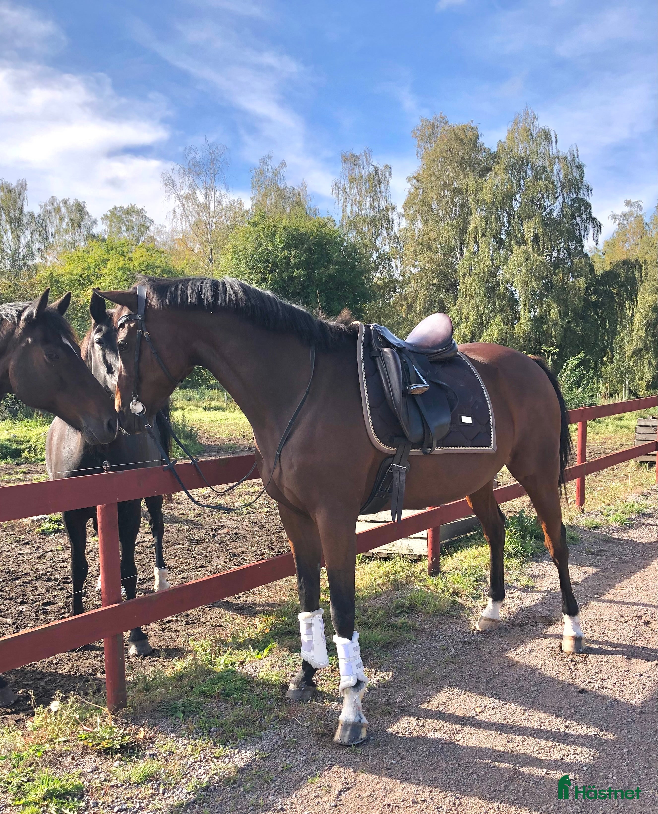  hästar Fullblodssto med energi och personlighet i Vadstena - Annons 2