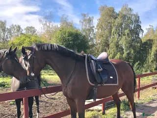 hästar Fullblodssto med energi och personlighet i Vadstena - Annons 2