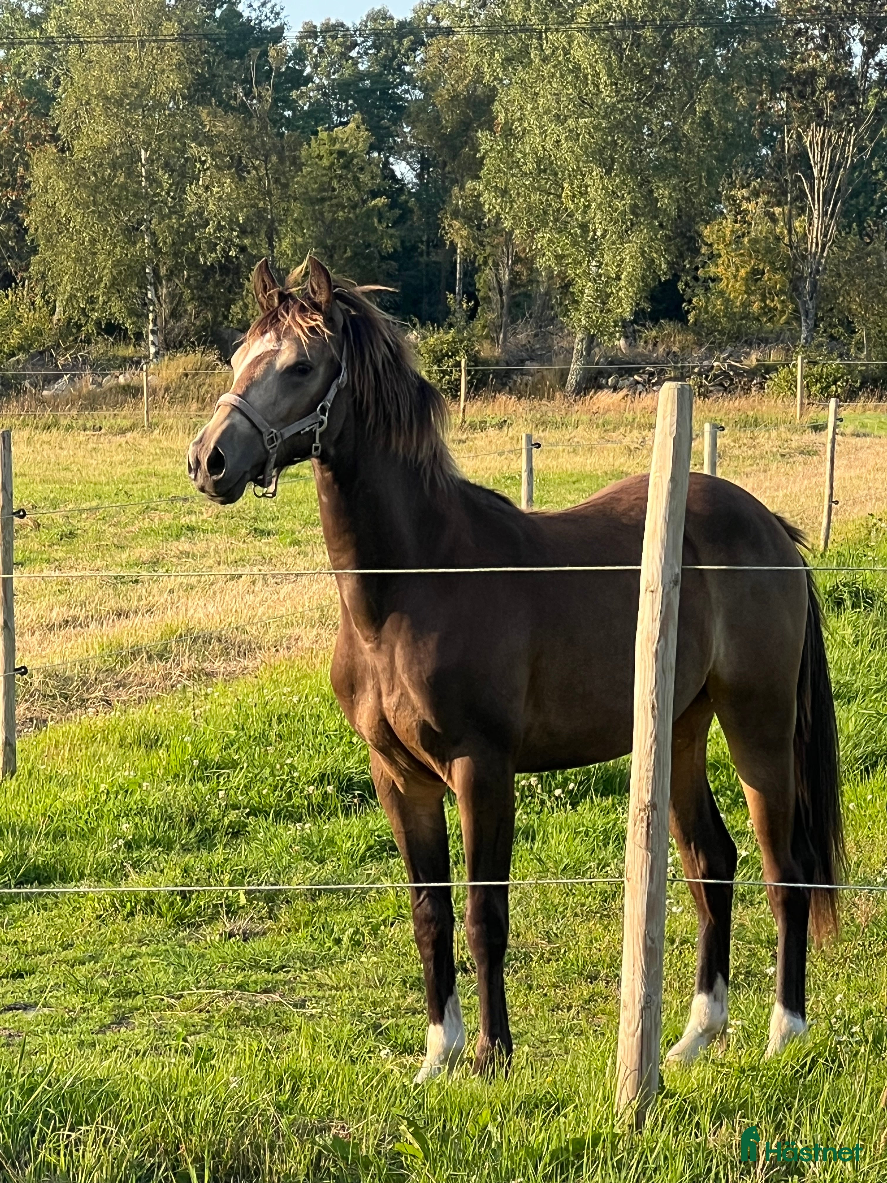  hästar Ponny för framtiden  - Annons 2