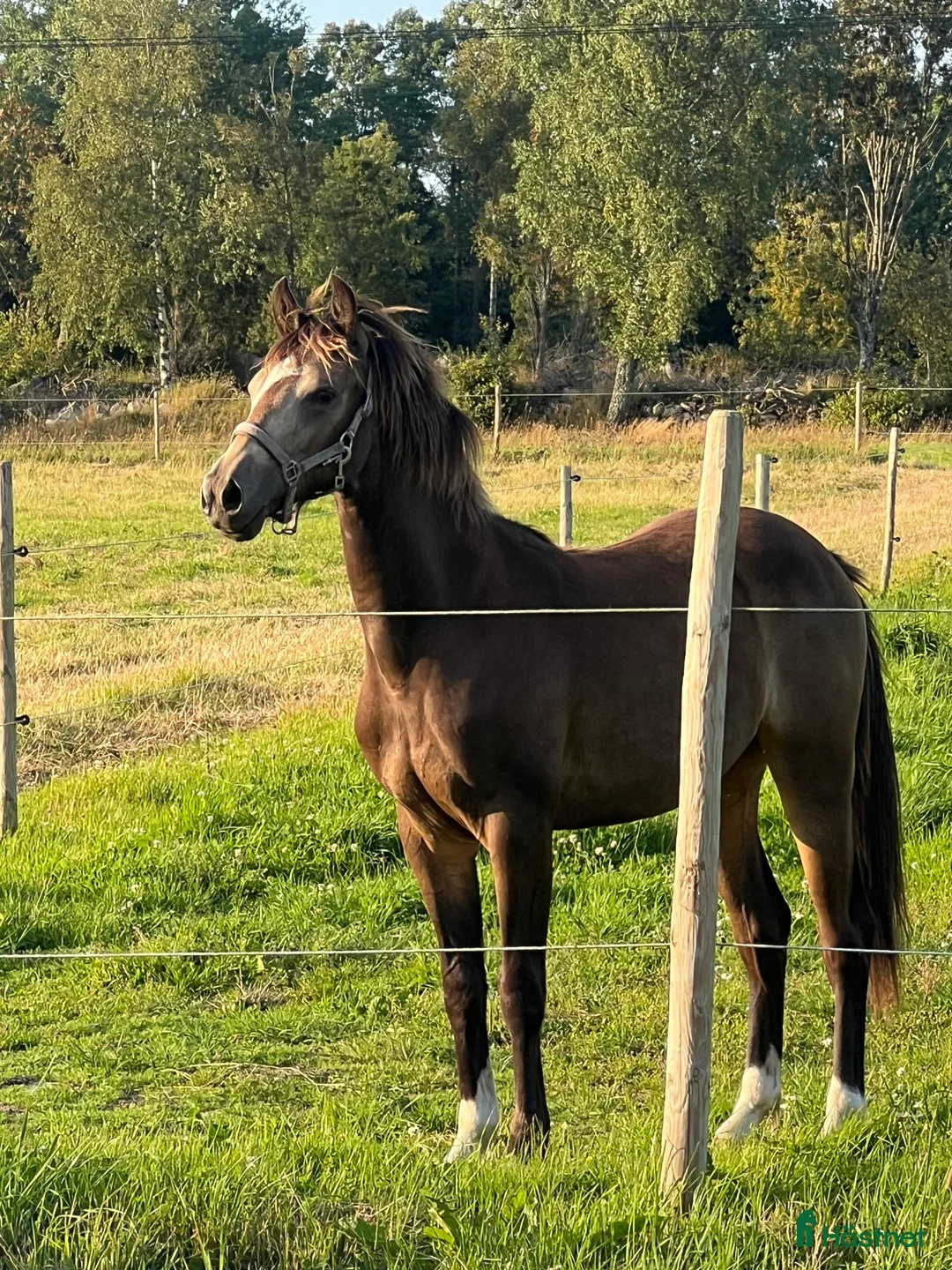 Hoppning hästar till salu: Ponny för framtiden  - Annons 1
