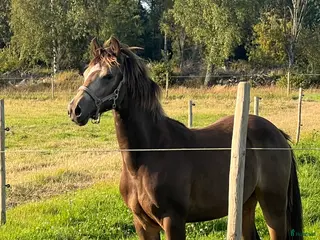 hästar Ponny för framtiden - Annons 2