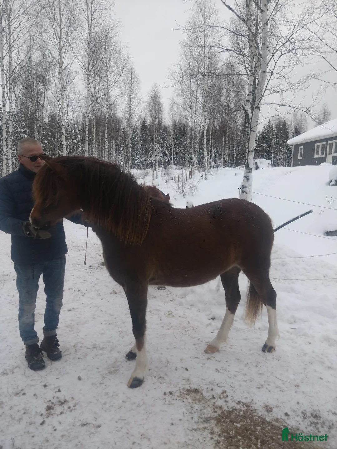Allround hästar till salu: 2-årigt welshpartbreed sto - Annons 6
