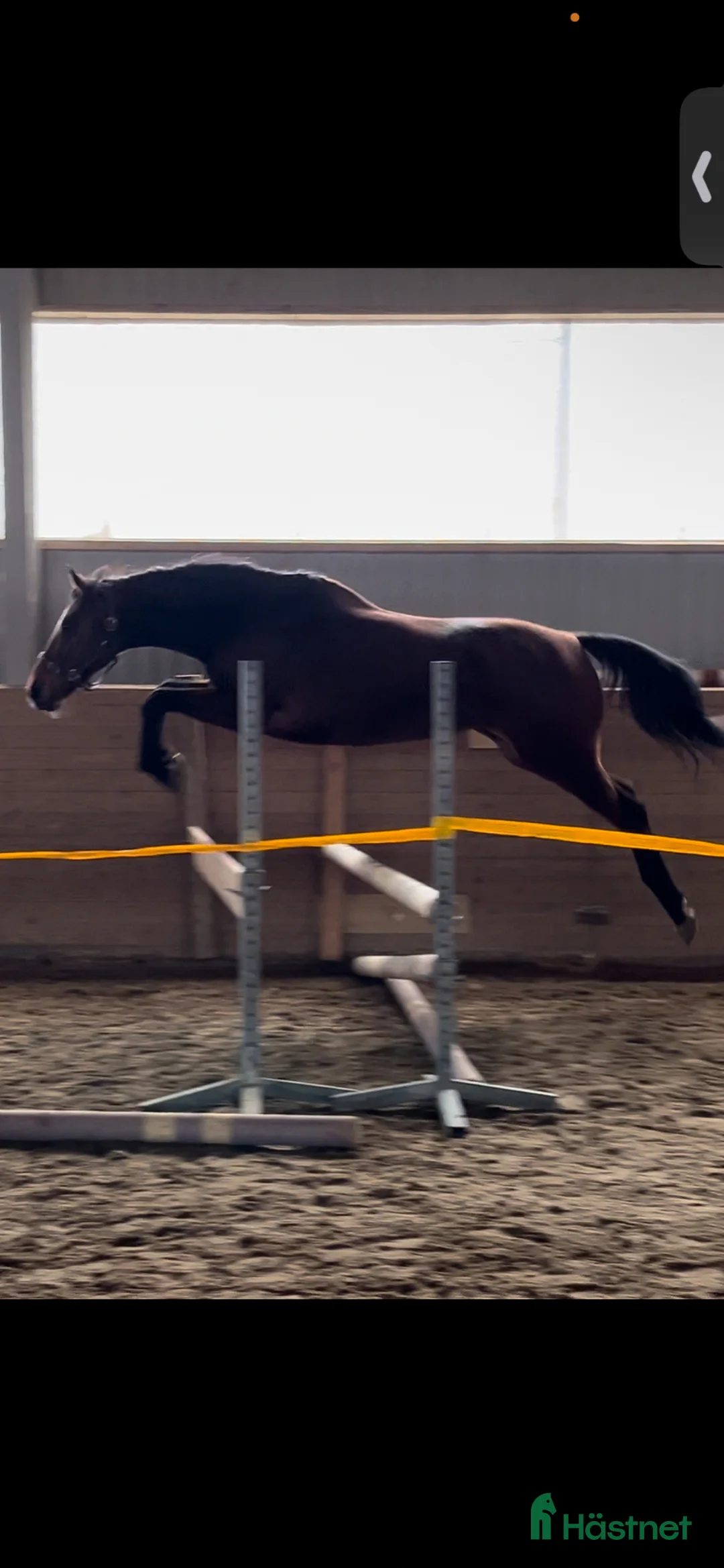 Allround hästar till salu: Mor o dotter/ tävling/ ridskola .  - Annons 1