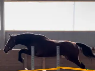 hästar Mor o dotter/ tävling/ ridskola . - Annons 6