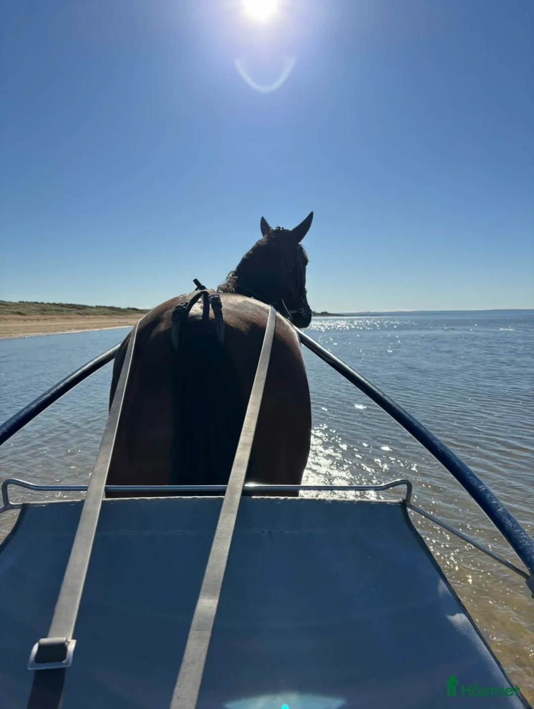 Allround hästar till salu: Vackert och trevligt sto söker föralltid hem i Halmstad - Annons 4