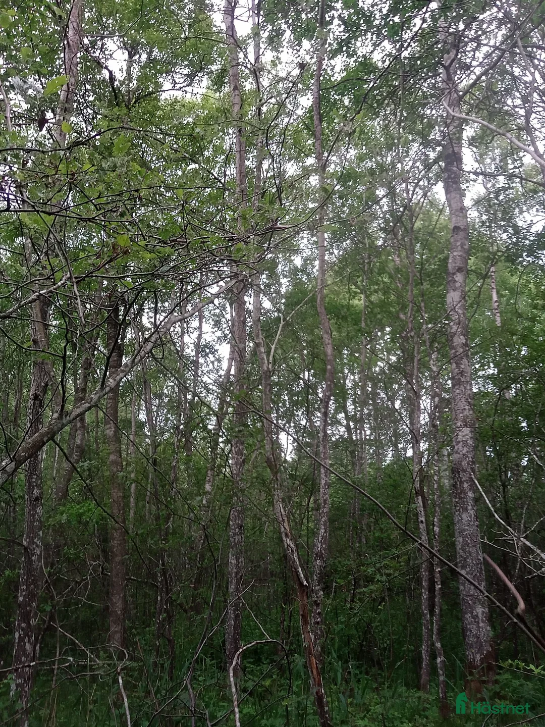  mark till salu: 14Ha Åker Betesmark& Skog 17km SV kristianstad i Kristianstad - Annons 6