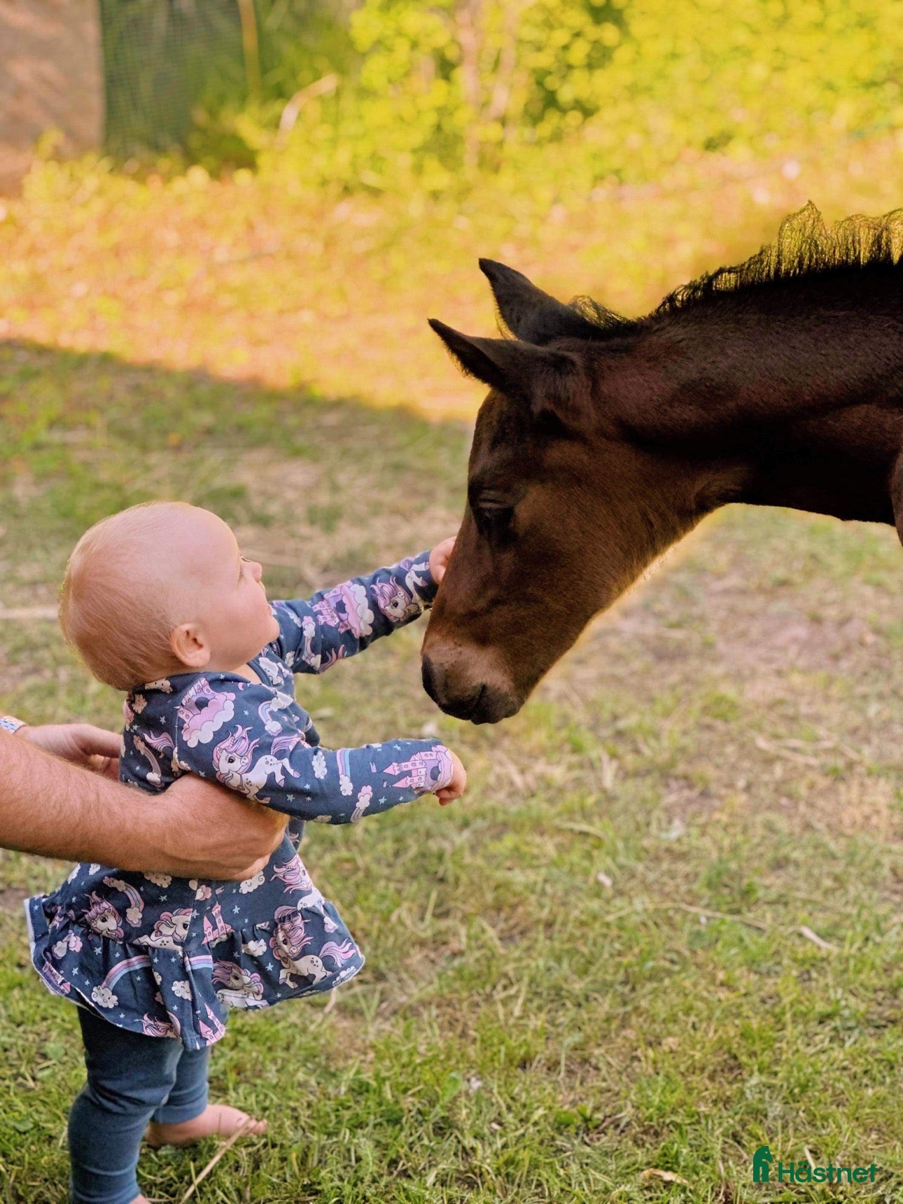  hästar B-ponny sökes i Alunda - Annons 11