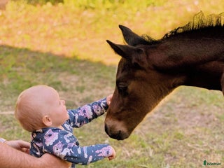 hästar B-ponny sökes i Alunda - Annons 18