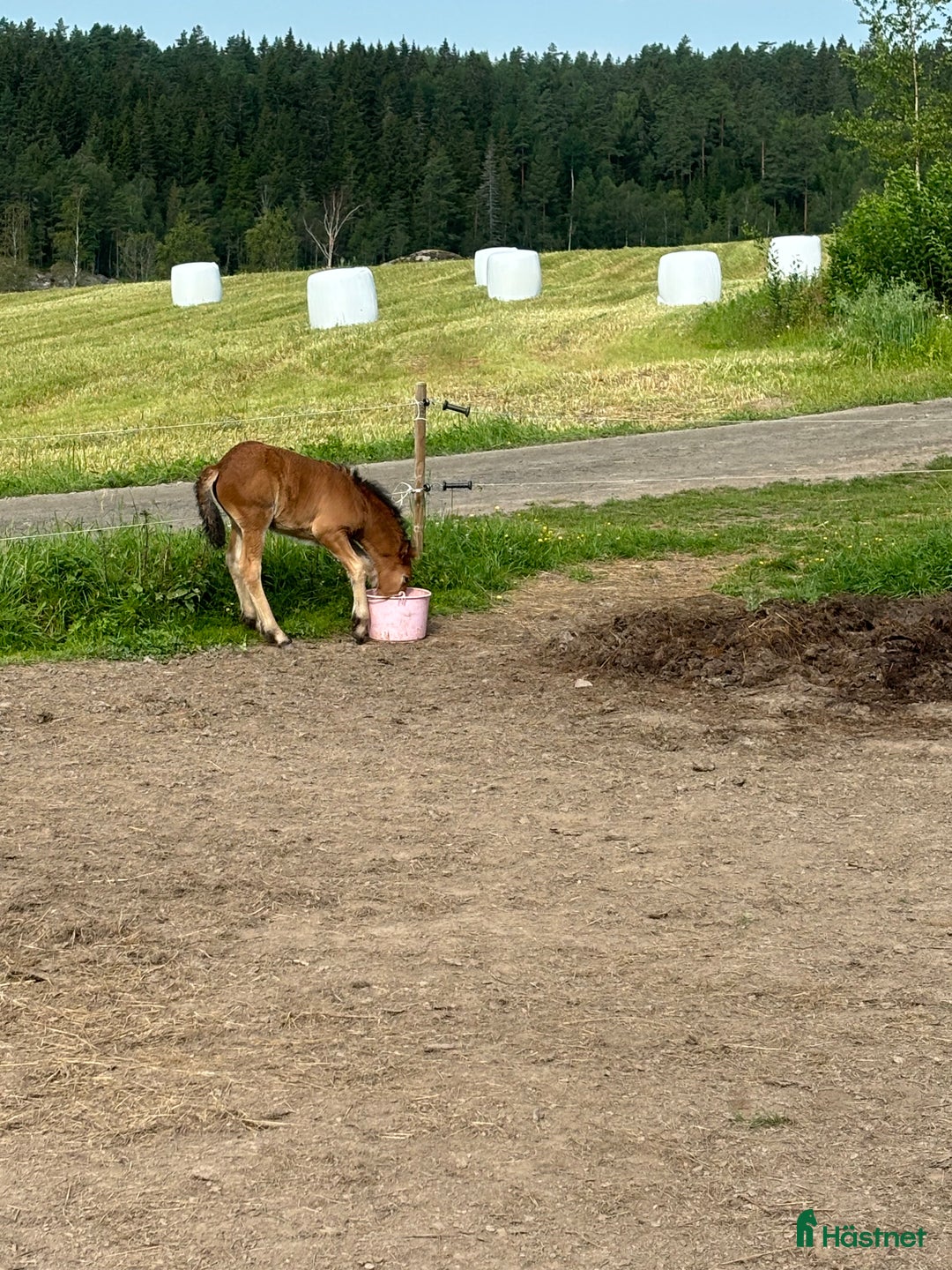 Allround hästar till salu: Älla söker nytt hem!  i Årjäng - Annons 2