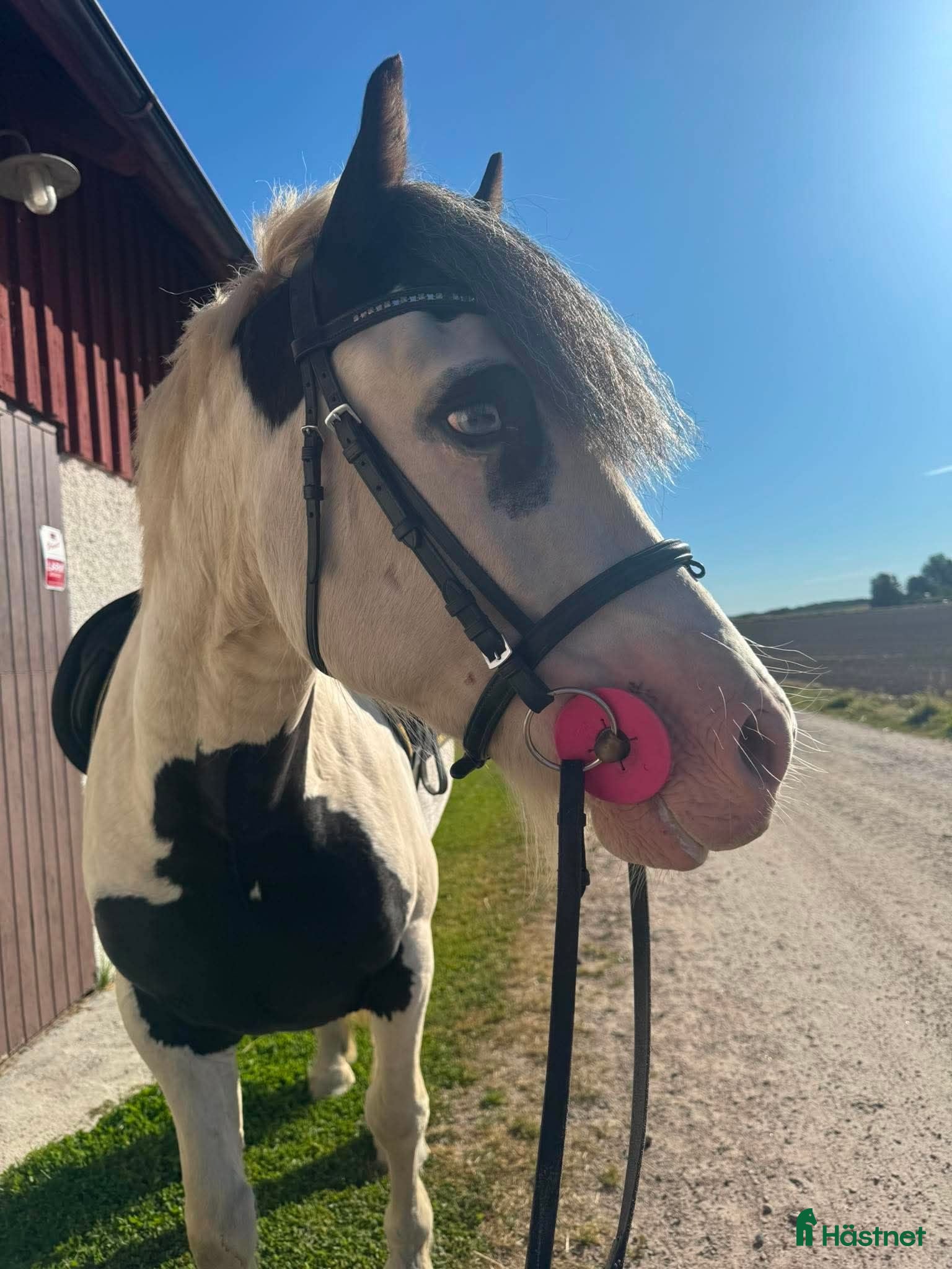  hästar Charmigaste ponnyn - Annons 1