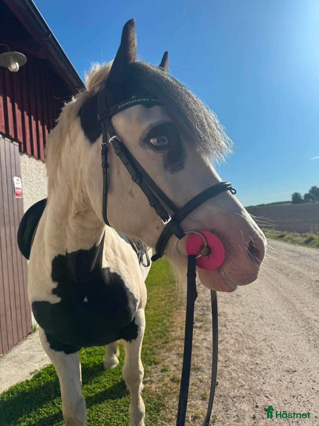 Allround hästar till salu: Charmigaste ponnyn - Annons 1