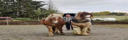 Allround hästar till salu: Gypsy Cob selges! - Annons 8