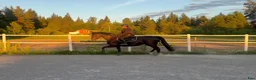 Allround hästar till salu: Vackert sto med prestationsstam - Annons 2