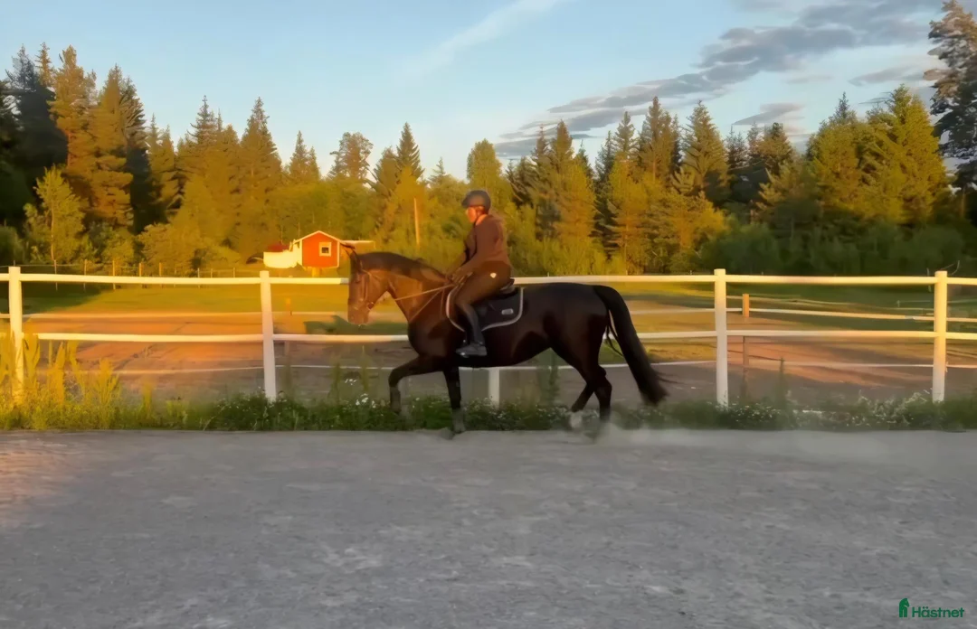 Allround hästar till salu: Vackert sto med prestationsstam - Annons 2