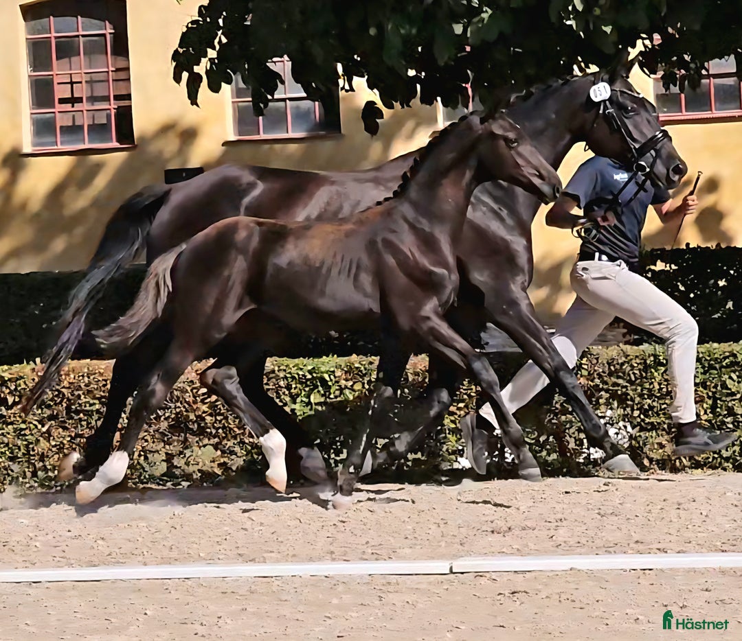 Dressyr hästar till salu: King Erik - PREMIEFÖL OBS prissänkt  i Sölvesborg - Annons 5