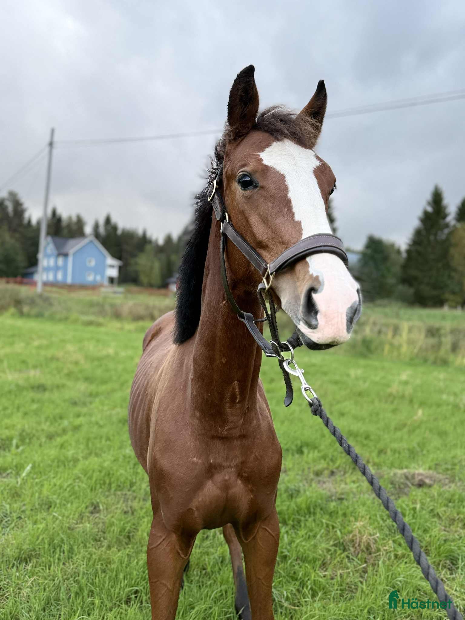  hästar Årshingst efter Zafferano  i Robertsfors - Annons 6