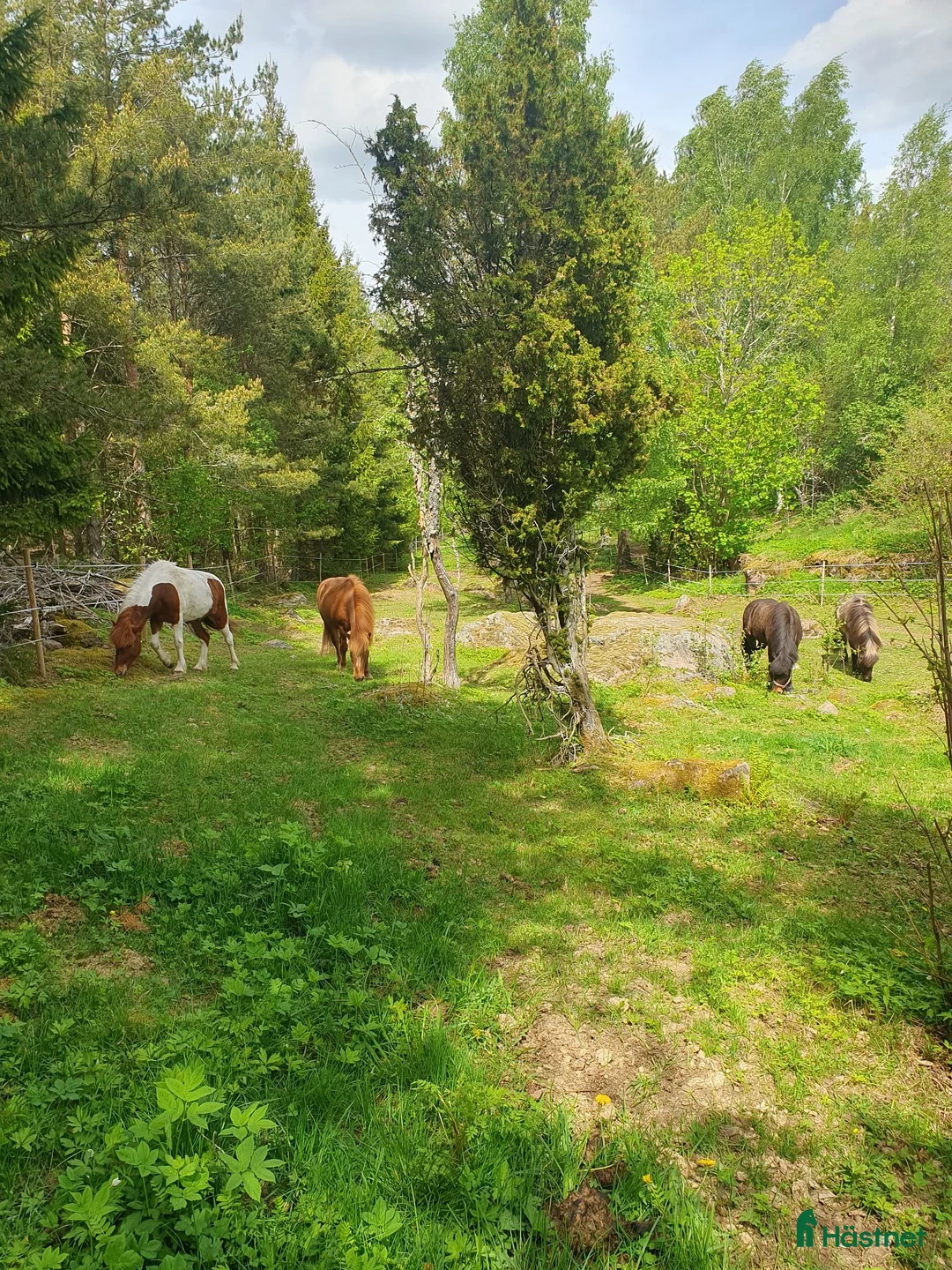 Island hästar sökes: Söker efter tanthäst/ skogsmulle - Annons 1