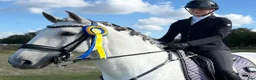 Working Equitation hästar till salu: Utvecklingsbar lusitanovalack🌟 - Annons 1