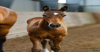  hästar i Söderköping - Annons 4