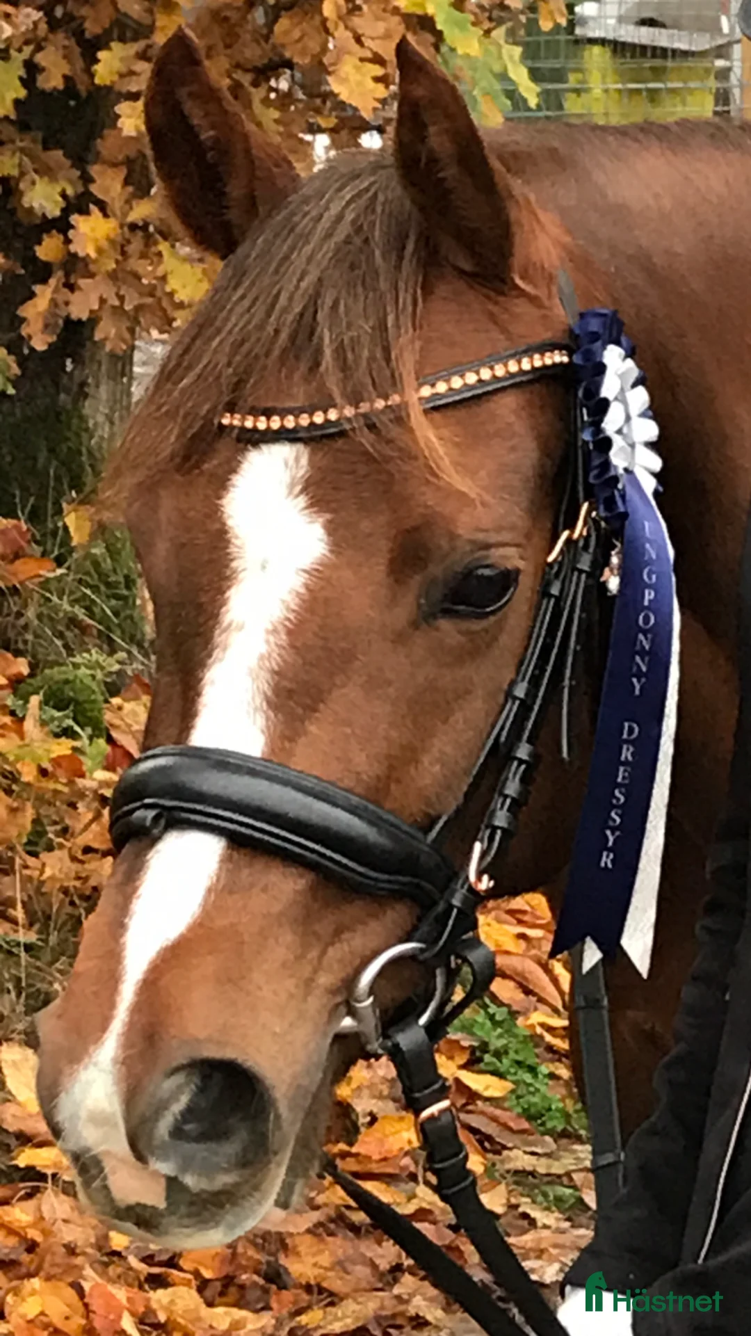 Dressyr hästar till salu: Dressyrponny med utstrålning - Annons 8