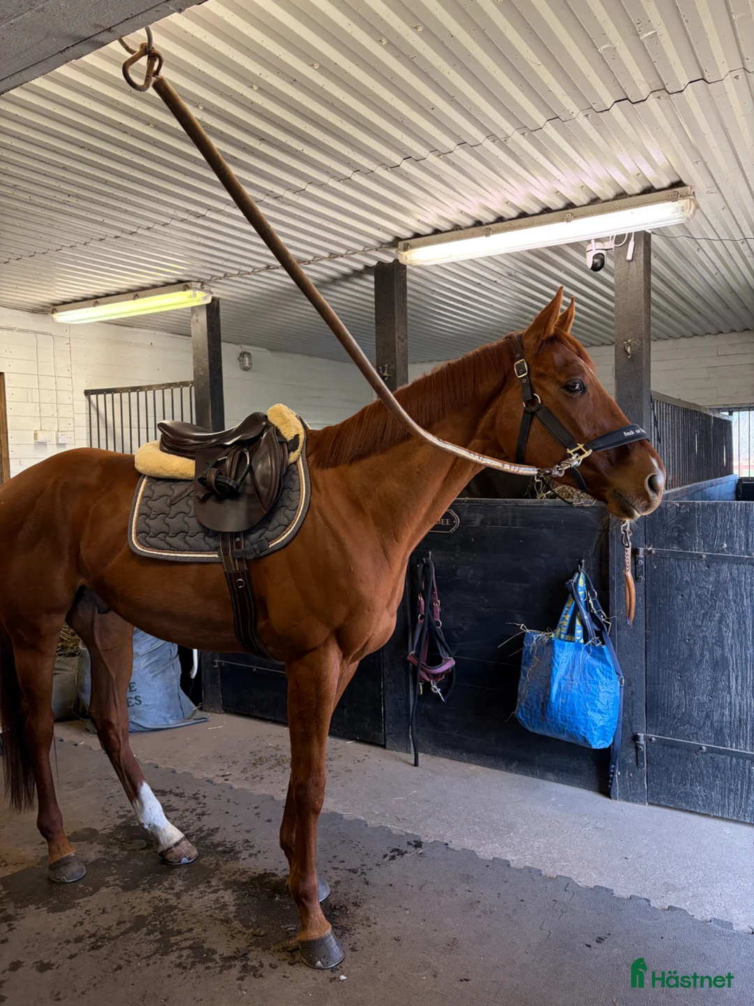 Allround hästar till salu: 6-årig valack med potential - Annons 2