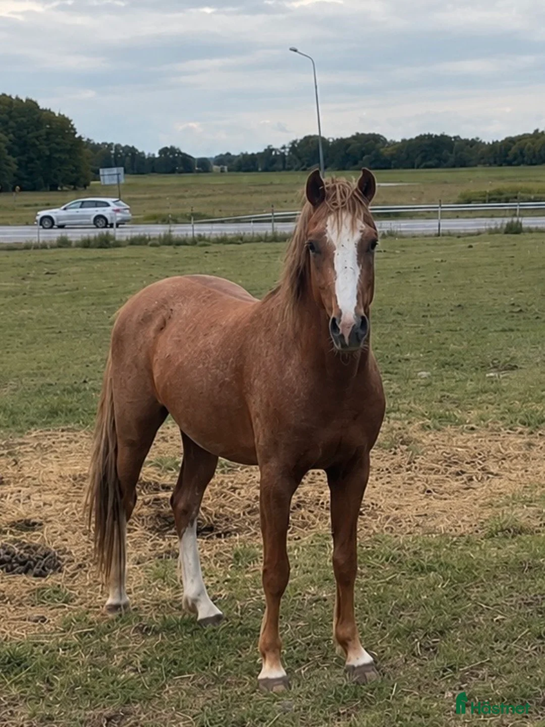 Allround hästar till salu: 3 årig Welsh - Annons 1