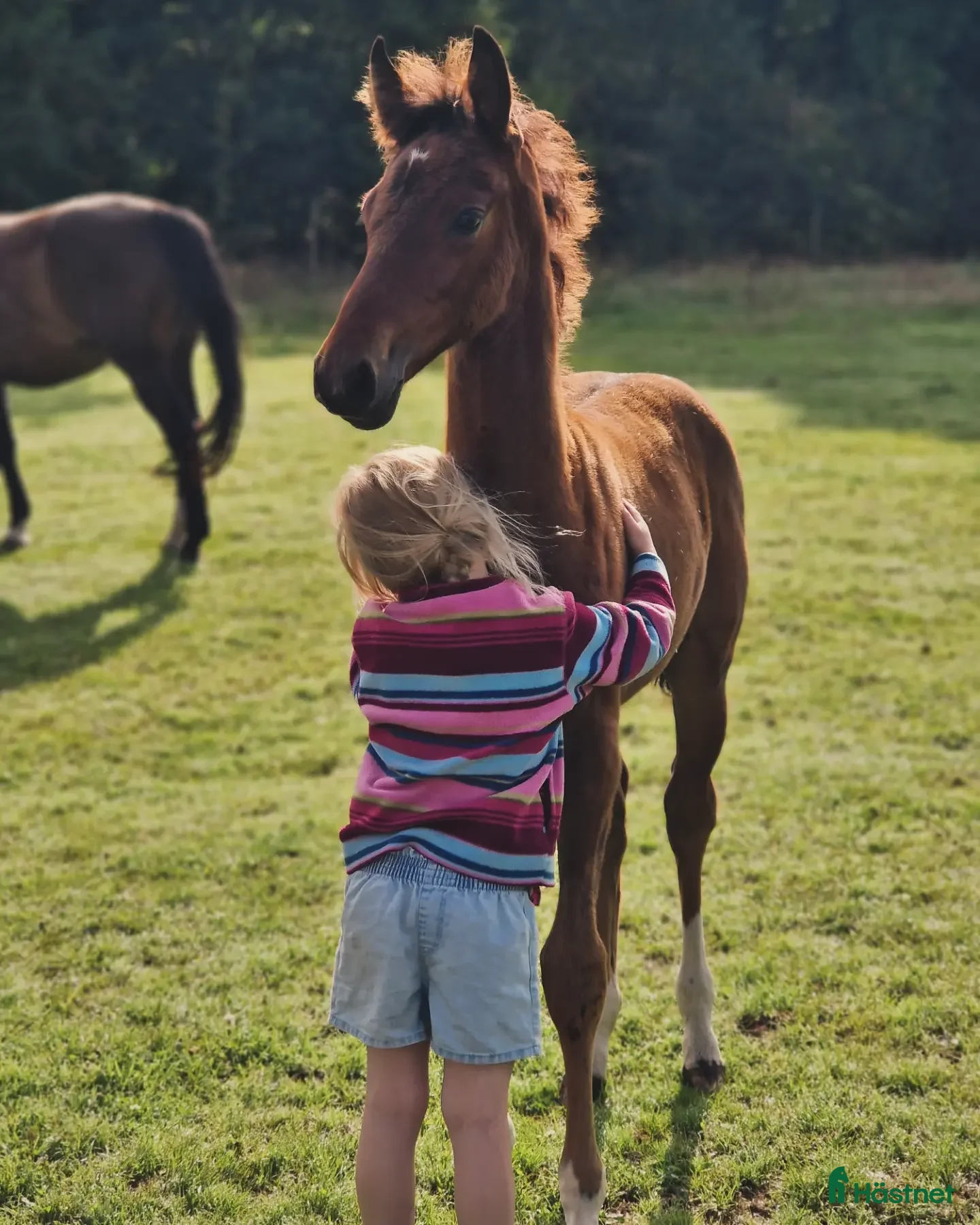  hästar Prepartbreed åring  i Perstorp - Annons 12