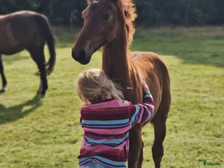 Allround hästar till salu: Prepartbreed åring i Perstorp - Annons 1