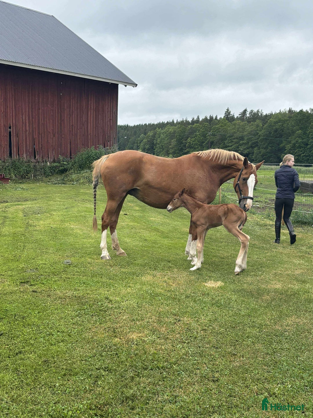 Övrigt hästar till salu: Fantastiskt dräktigt sto för avel och sällskap i Söderköping - Annons 9